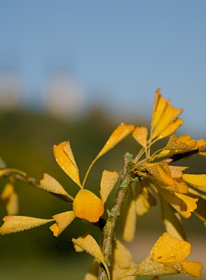 Herbst – im Rhythmus der Natur – © Nora Henker, 2018