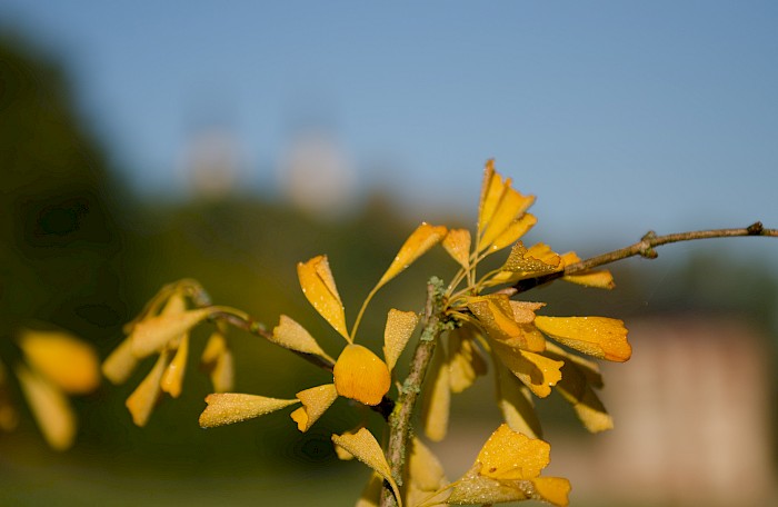 Herbst – im Rhythmus der Natur – © Nora Henker, 2018