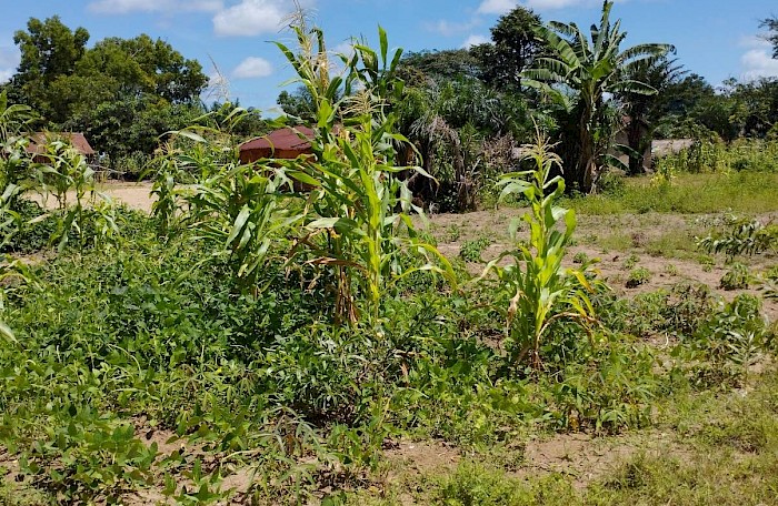 Grün inmitten des Dorfes – © Br. Friedhelm Förster 2022